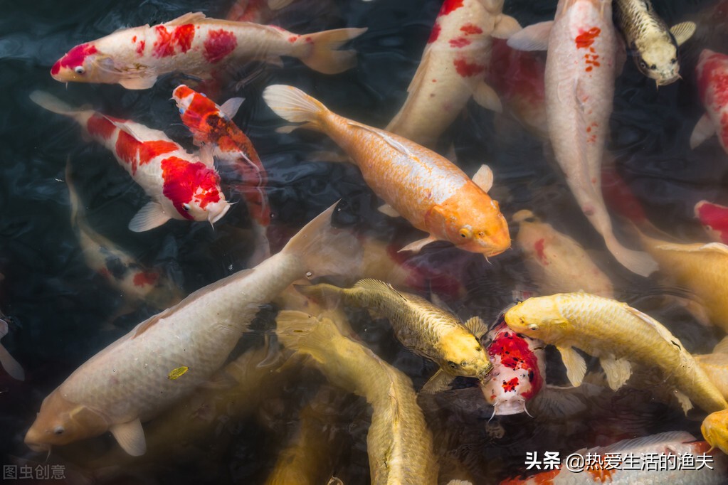 家庭饲养锦鲤要点