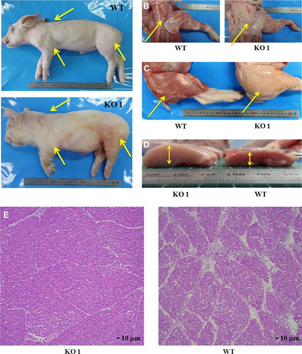 转基因“肌肉猪”你敢吃吗？猪的基因被科学家改造，全身长满肌肉