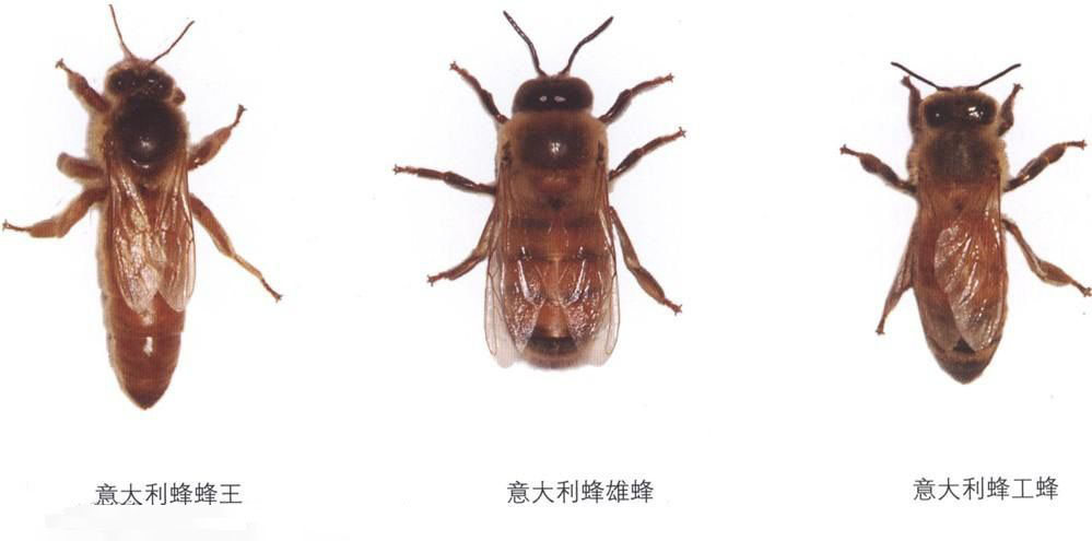 蜜蜂的别名(蜜蜂的别名叫什么名字中文)