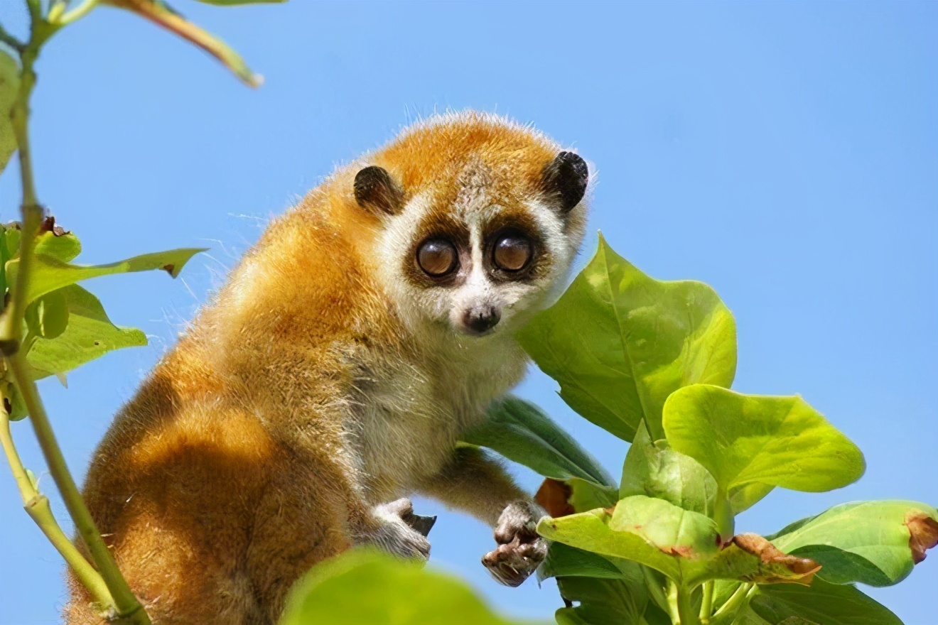 又是云南,陇川一果园发现一级濒危动物蜂猴,外表乖萌却全身是毒