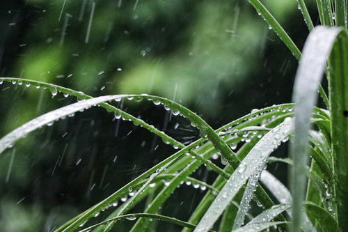 清晨下雨的图片唯美图片