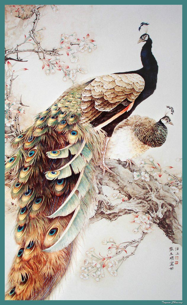 孔雀东南飞！高贵、冷艳的白孔雀