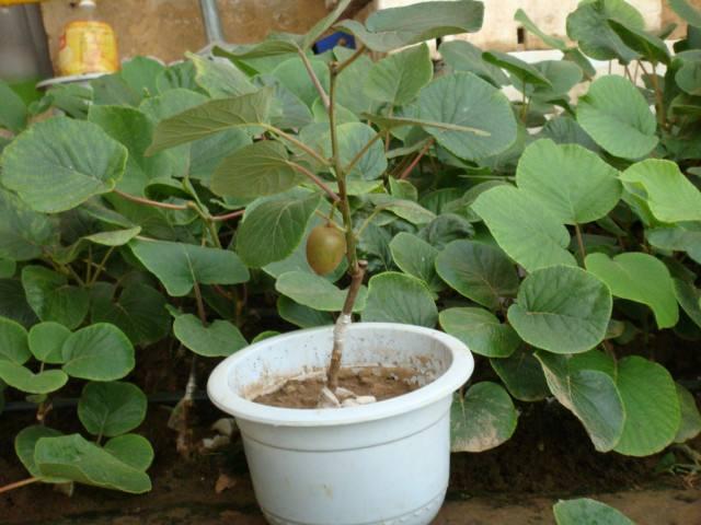 猕猴桃根有什么作用，盆栽猕猴桃如何种植？