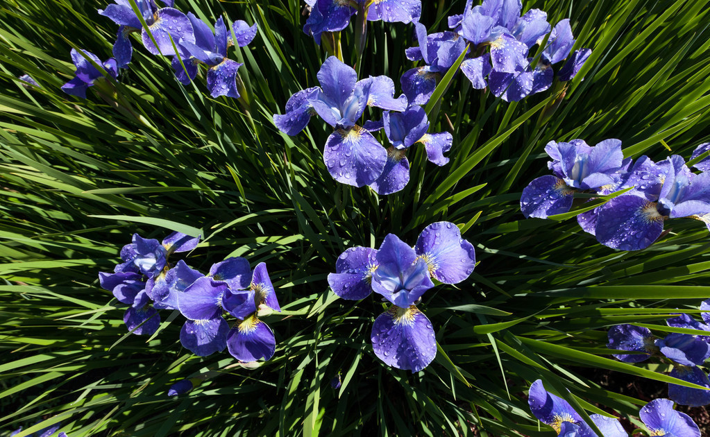 掌握正确的栽培技术，蓝蝴蝶翩翩起舞，回头率百分之二百！