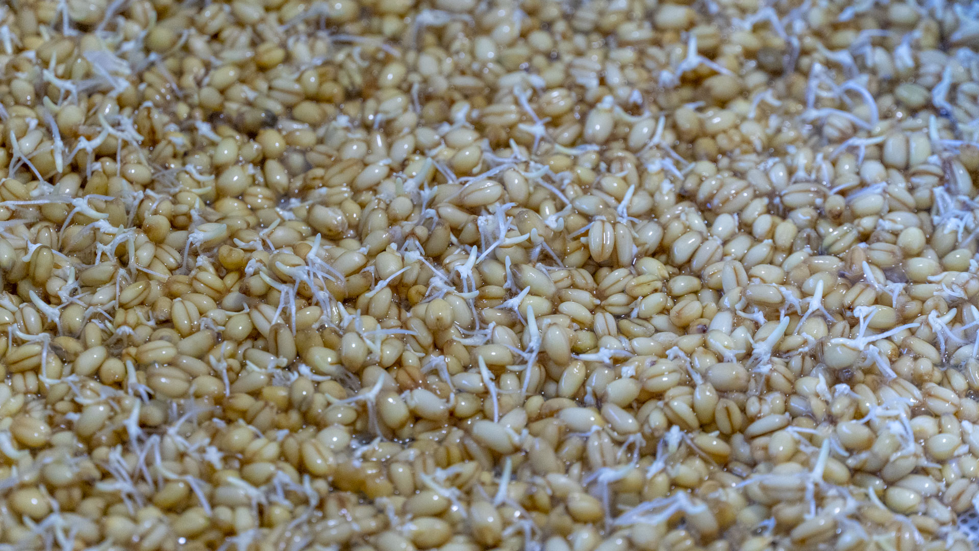 我家从来不买零食，6种自制小零食，没有烤箱也能做，越嚼越香