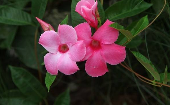 一年四季都能花开不断(一年四季都能花开不断的句子)