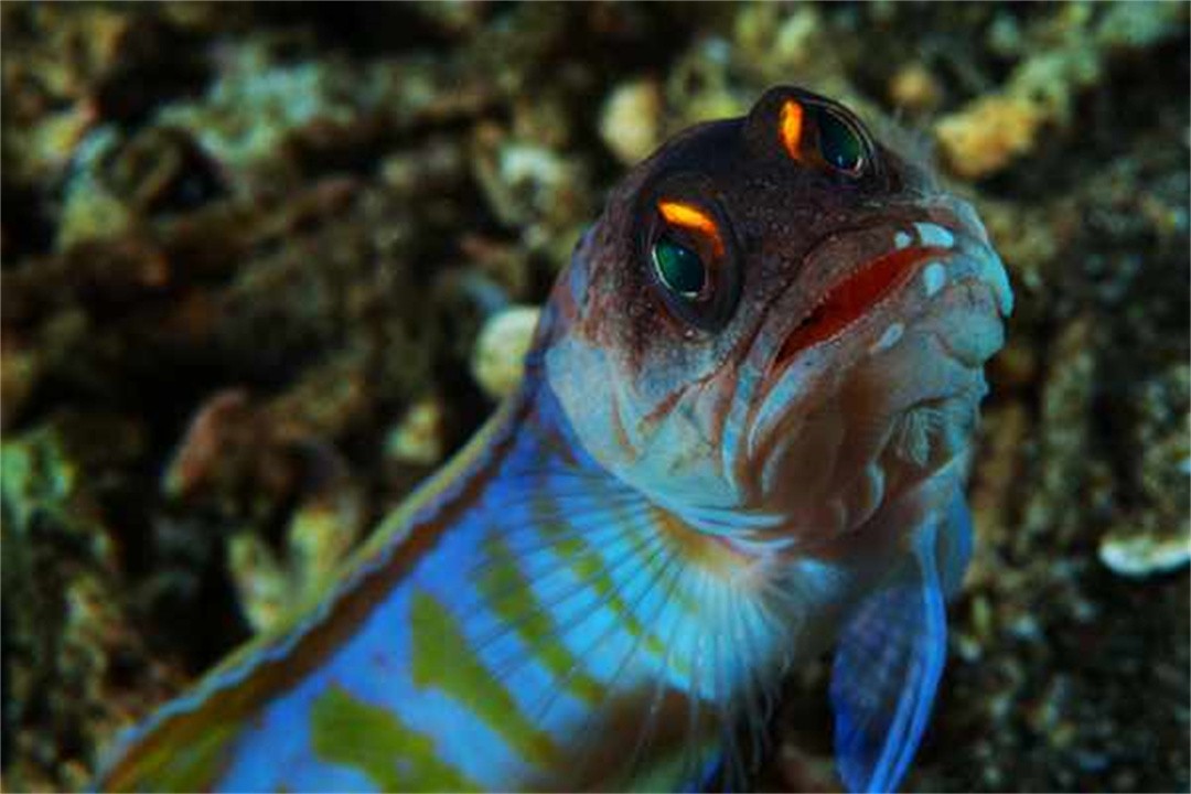 后颌鱼,属于鲈形目,后颌鱼科里的一种鱼,它们其貌不扬,嘴巴奇大无比