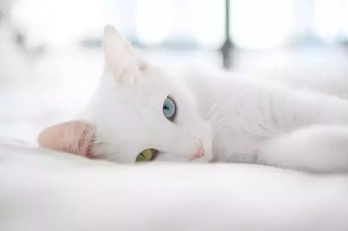 梦到猫,应该如何解梦?