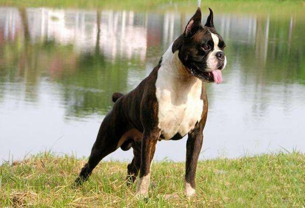 拳师犬多少钱一只(世界名犬no) - 价格百科