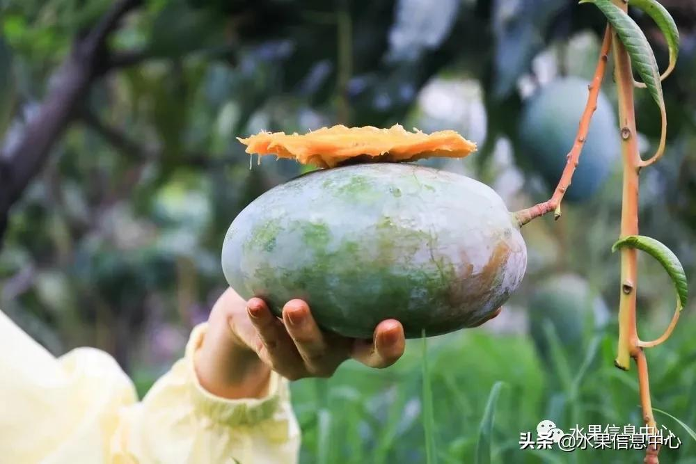 芒果上市季节（最好吃的芒果图鉴指南介绍）