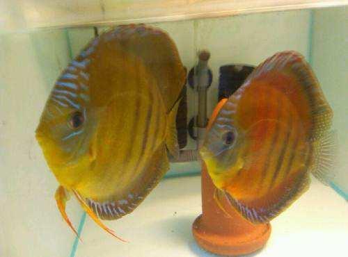 给鱼缸更换陶粒这可是个大工程，如何做到水质快速澄清？