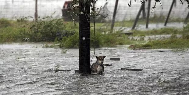 洪水即将到来，主人抛弃狗狗逃命，绑在树上的狗狗泪崩