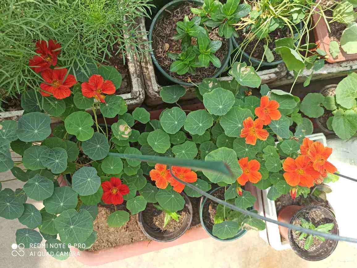 家里的花莫名其妙黄叶干枯,其实是想吃酸了,不然会死掉