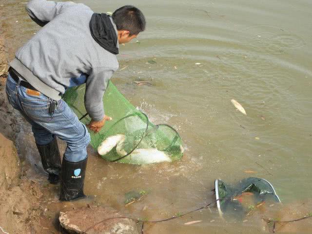 鲢鱼和鳙鱼的区别（教你如何区分鲢鱼和鳙鱼）