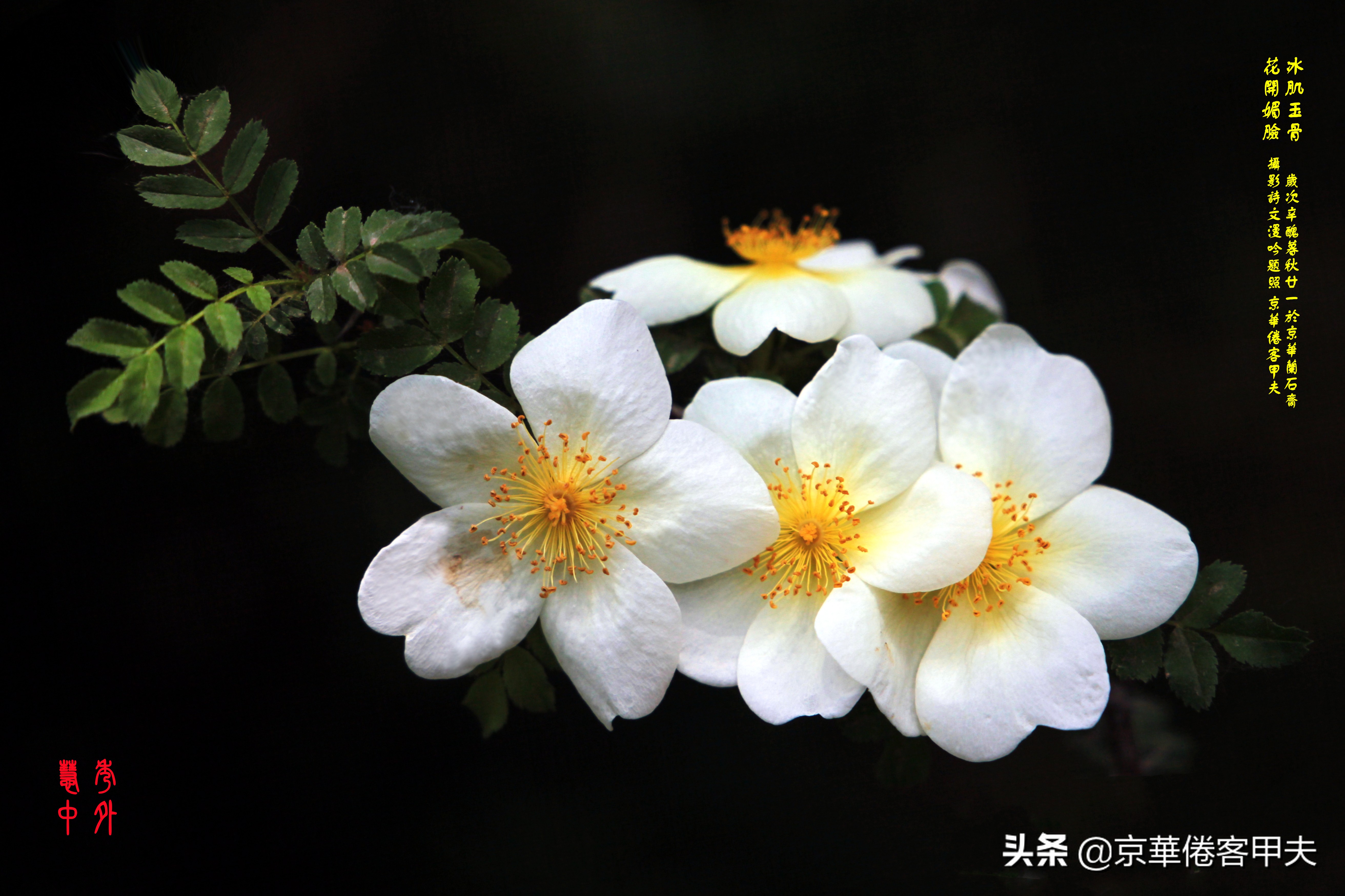 甲夫原创/友情鳞鸿：林下风致景色幽，冰肌玉骨清颜媚