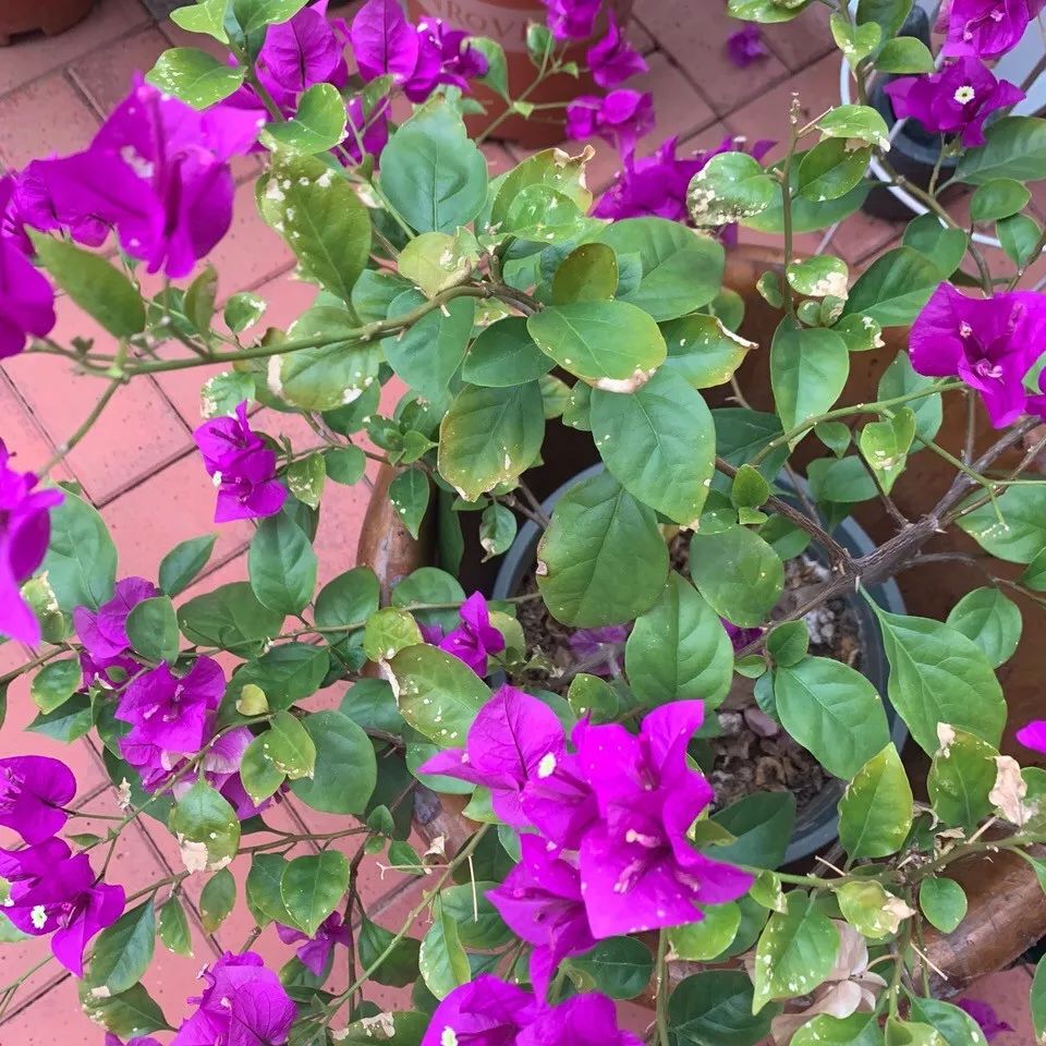 菜叶发黄是什么原因怎么防治（植物叶子发黄的七个原因）