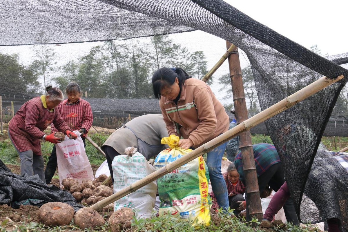 沐川县底堡乡：魔芋种植获丰收 乡村振兴有底气