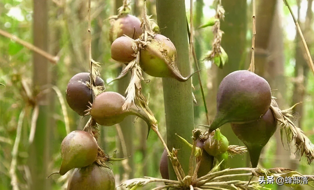 竹花:生于农村却少有人见过,曾被当成不祥之物,如今60元1斤