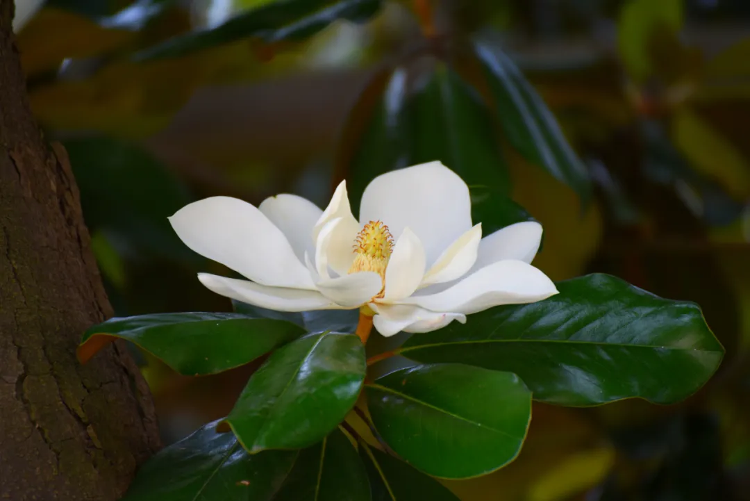 陆地莲花广玉兰