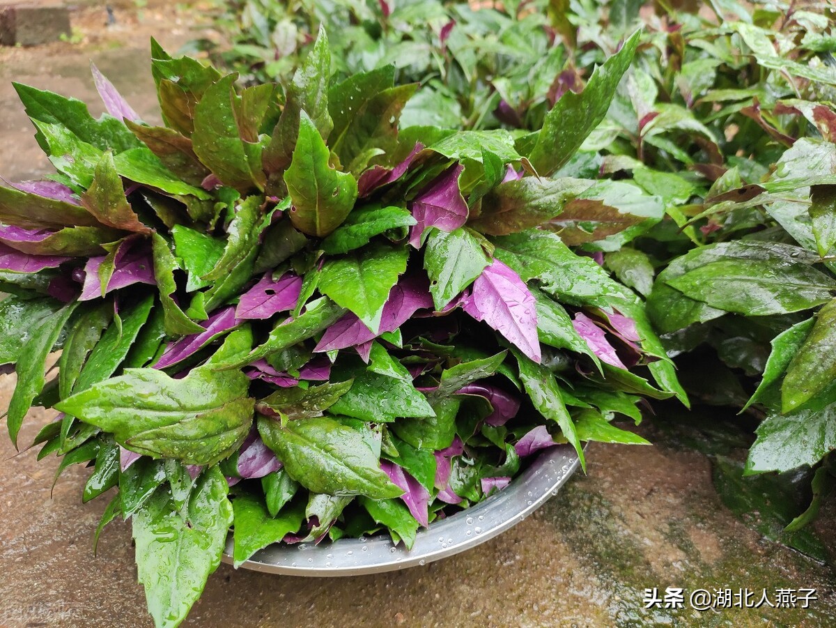 农村能吃的野菜100种大全(教你认识100种野菜和吃法)