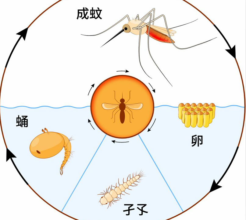 秋天已至，毒性极强的“花蚊子”又在猖獗了！如何消灭才最有效？