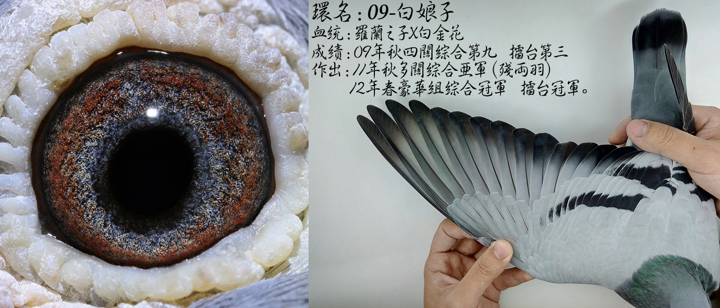 异色反目当优？