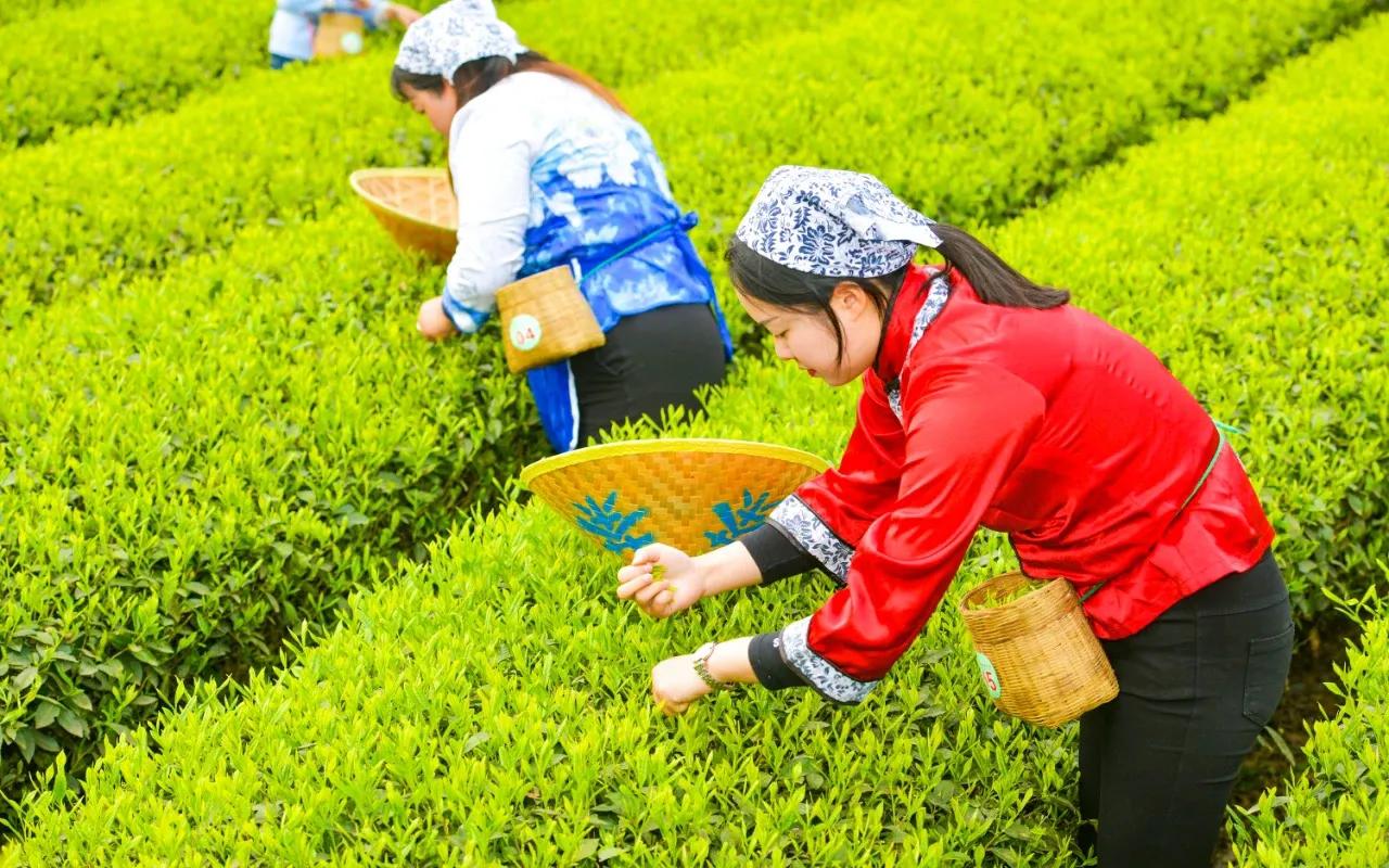 阳光玫瑰葡萄多少钱一斤(正宗一般几月份成熟上市)-风水人