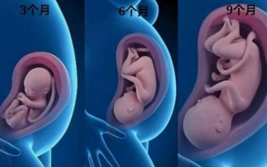 10周、20周、30周，胎儿分别是什么状态，看完满是感动，期待出生