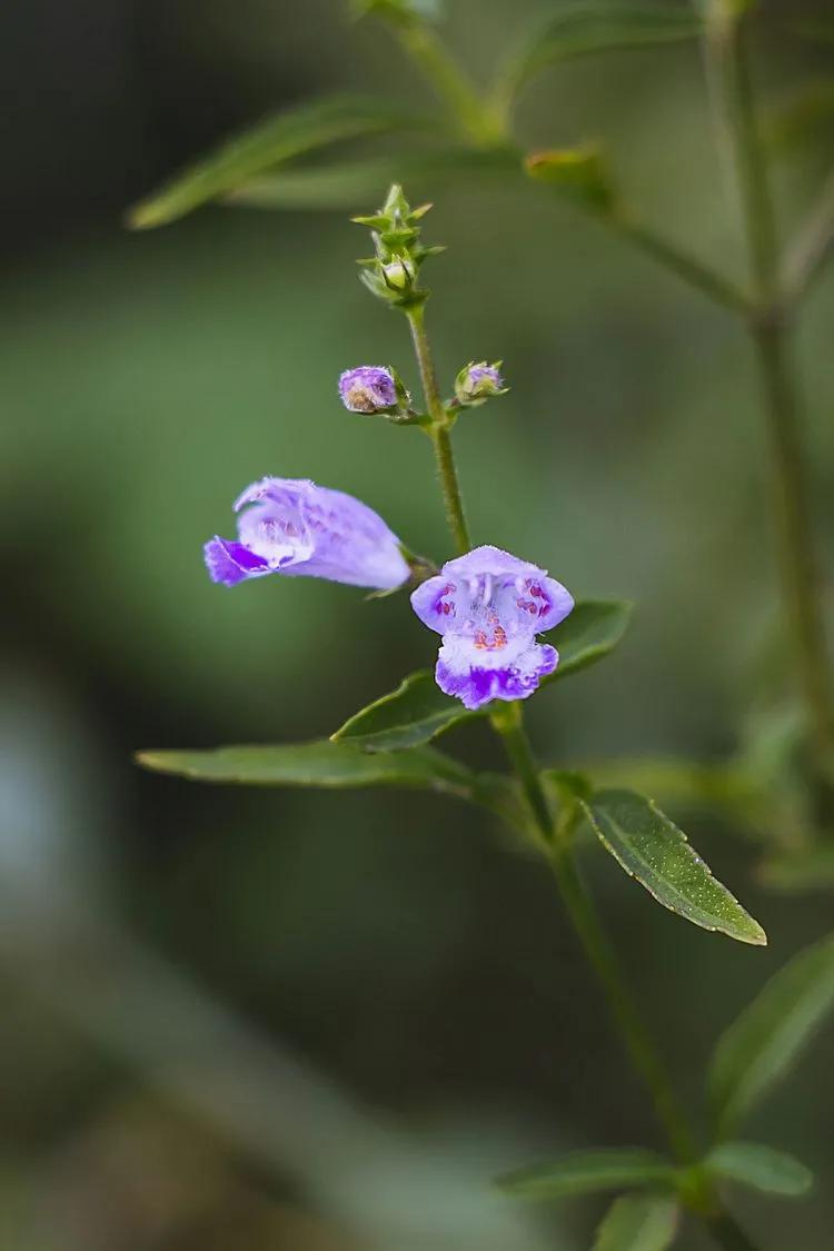 100种野花,认识10种以上的都是植物达人