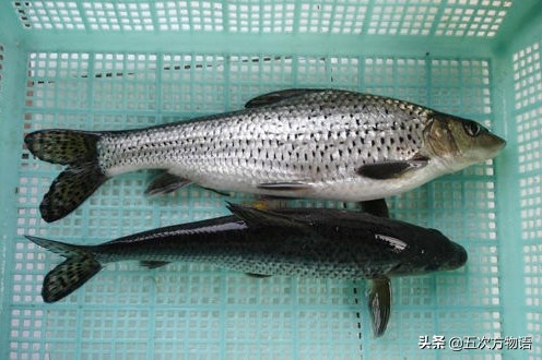 软骨鲫鱼多少钱一斤黑龙江流域名贵鱼类及常见经济鱼类简介