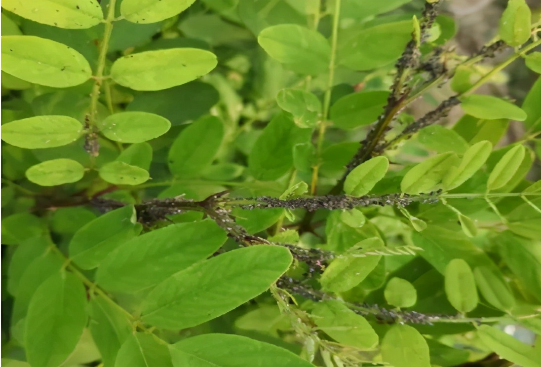 蚜虫防治用哪些药剂（常见蚜虫种类介绍及防治方案大全）