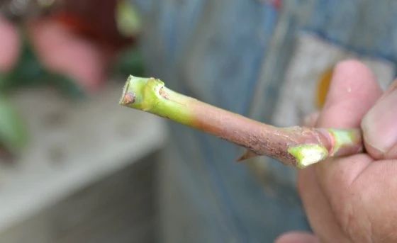 生根粉的危害（养花时杀菌剂和生根粉不能乱用）