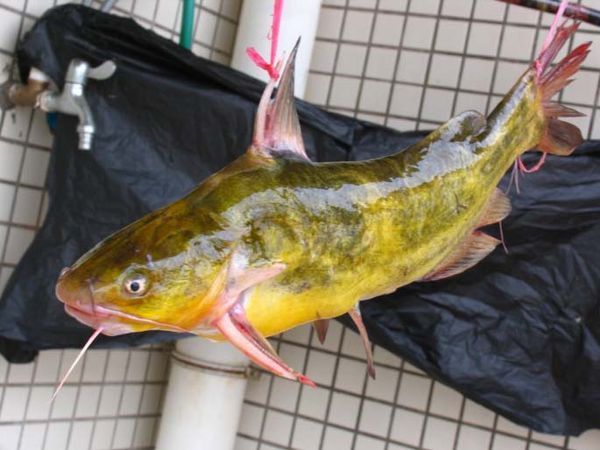 鱼是什么动物类型(鱼竟然是脊椎动物中最低等的)