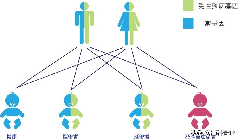 人类不能近亲生育，为什么却让狗“回交”，纯种狗真的好吗？