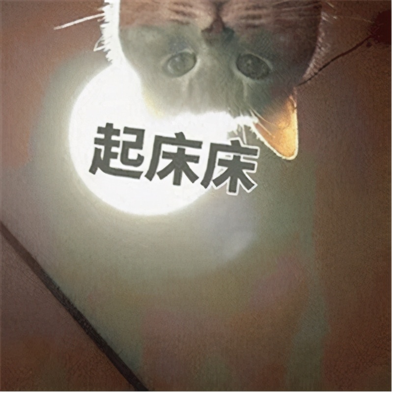 表情包：猫咪起床了