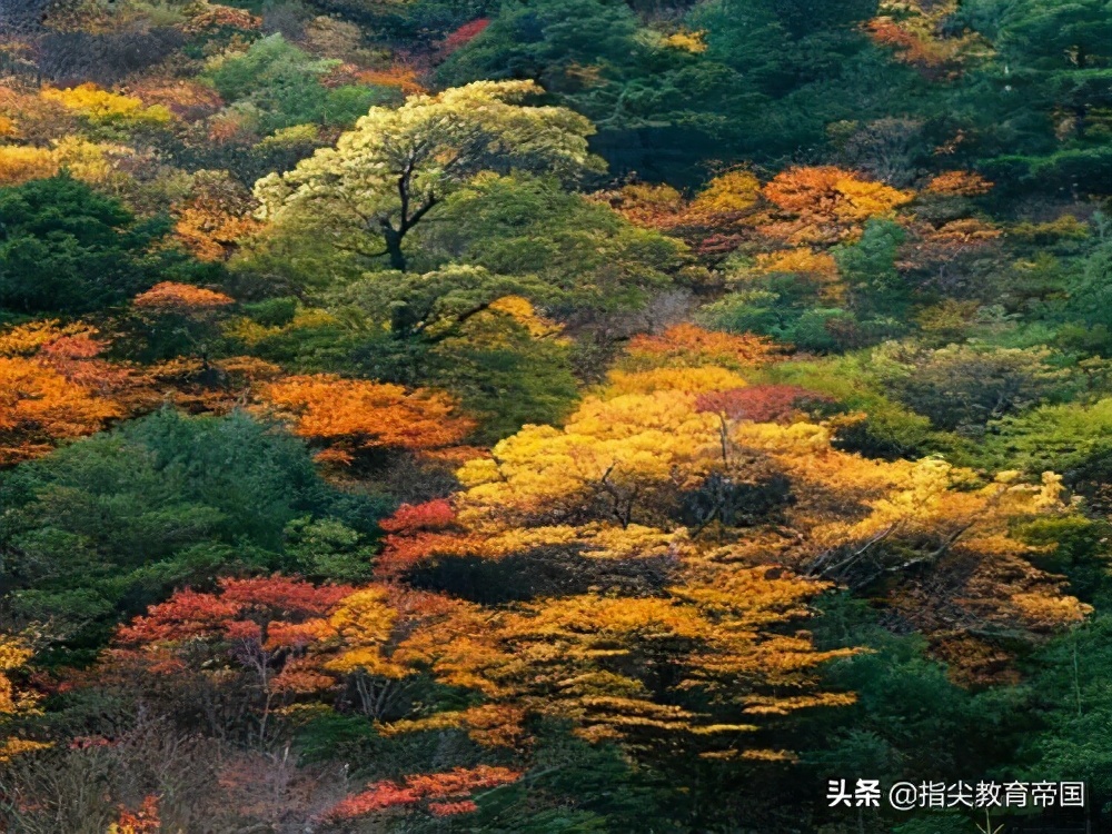 三年级《美丽的小兴安岭》考点太经典，提高阅读能力，先学好这篇