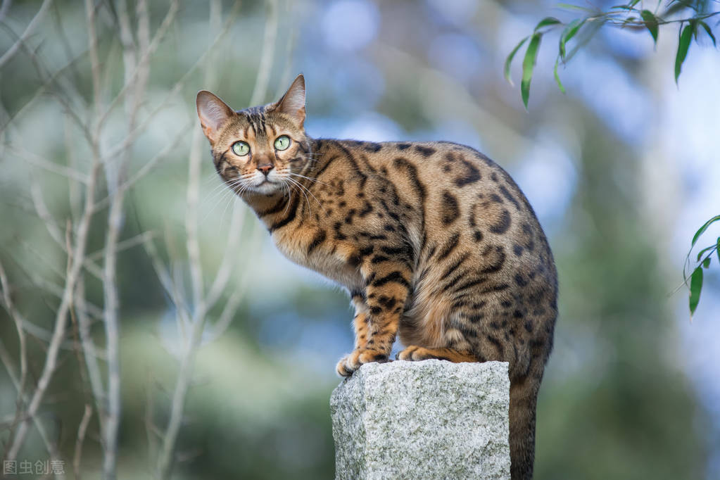 猫界智商排行榜之最“聪明”的猫，你家猫上榜了吗？