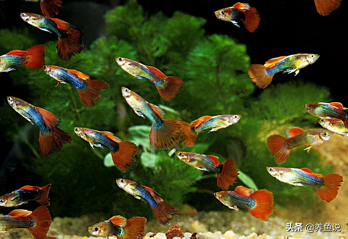 看完清醒:孔雀鱼为什么会吃自己的小鱼?如何保护小鱼健康成长?