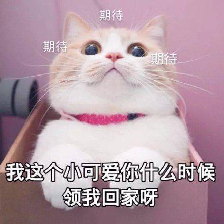 可爱猫咪的表情包我的悲伤大概有这么大