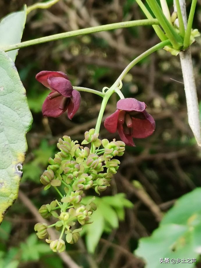 八月瓜,又叫黄狗肾,牛腰子,药用名木通,是多年生常绿藤本植物,生长于