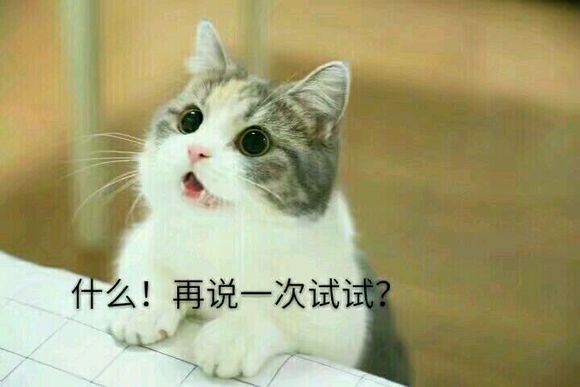 小猫咪叫老婆表情包