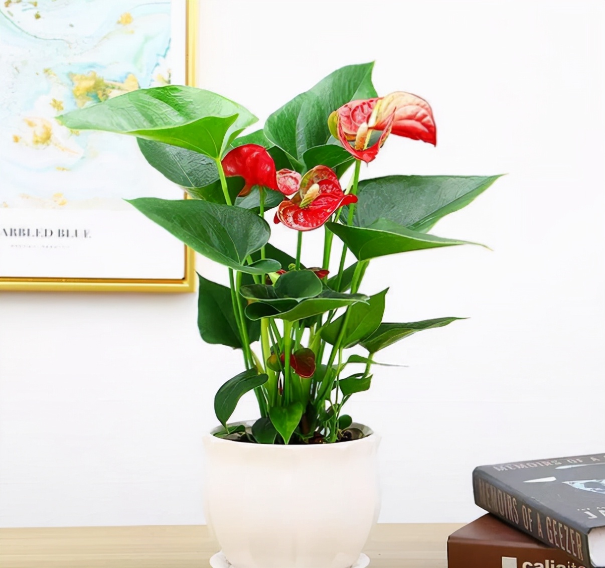 适合养在办公室的4种植物,耐阴又好养,还寓意好