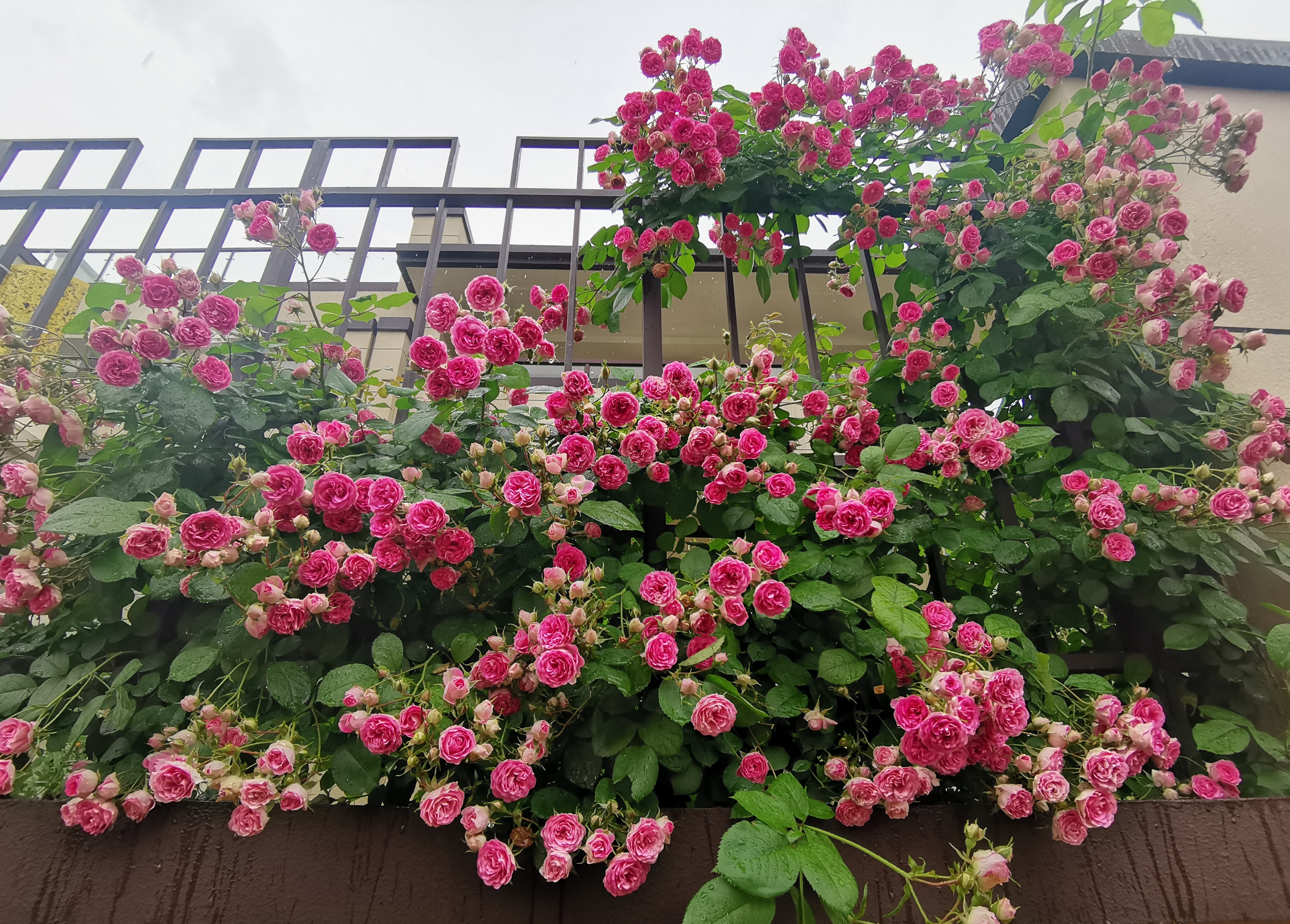 众所周知,月季花是我国的传统名花,曾经是特有植物,后来流传到世界