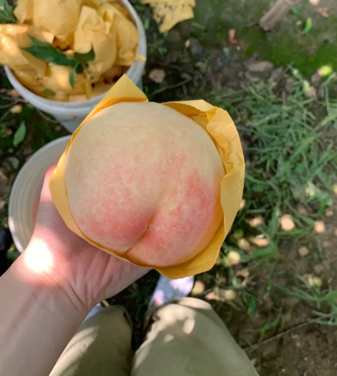 最近的水蜜桃，到底有多好吃？