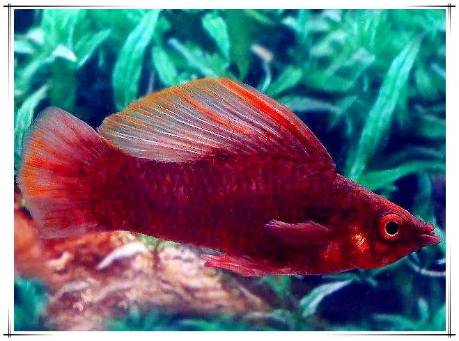 玛丽鱼吃什么,多久喂食一次 _极限路亚