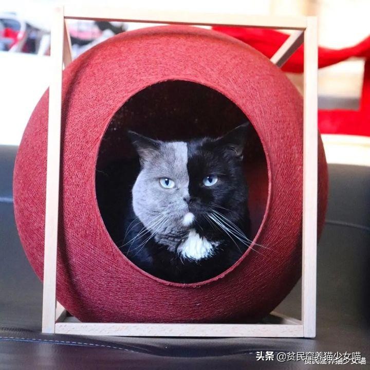 还记得那只阴阳脸的猫咪吗？如今它当爹了，小猫精准遗传到了精髓