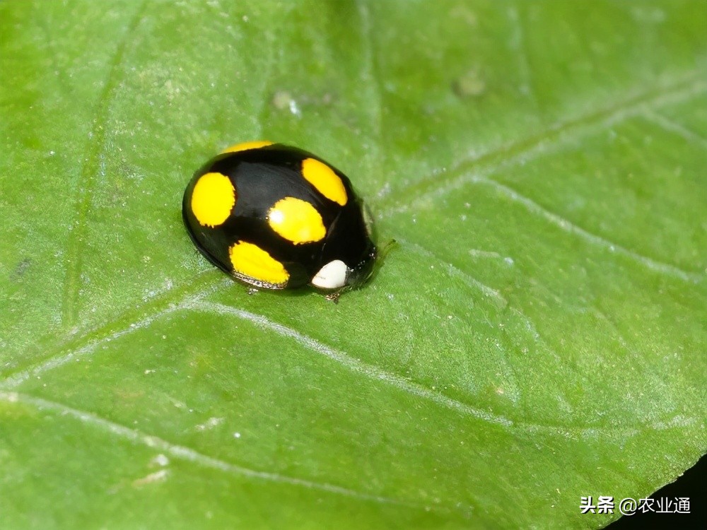 七星瓢虫是益虫还是害虫（详解瓢虫种类和利害）