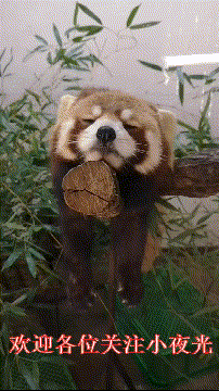 2019年重庆高考语文满分作文：浮尘不拂，真珠难露