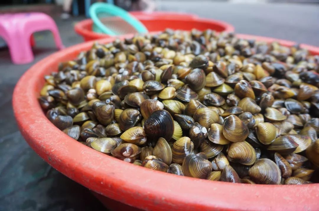 以前农村很多,捞起来没人要,如今5元一斤,夏季炖汤是极品