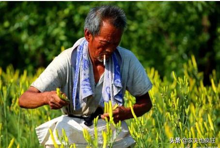 种1次管10年,新鲜的有毒,晒干20元1斤,被农民称为致富花